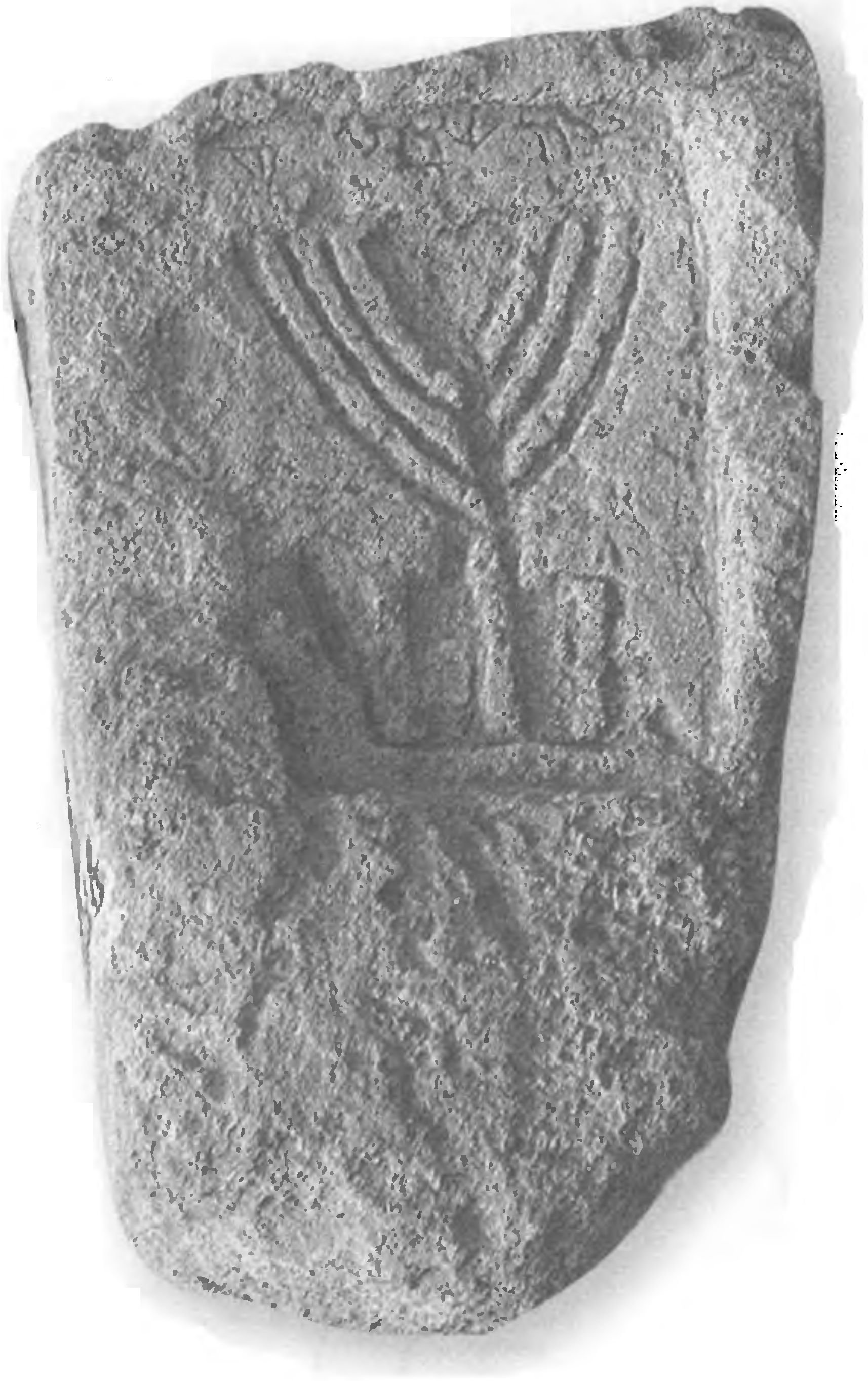 Надгробие из Керчи с изображением меноры и фрагментарной надписью на иврите