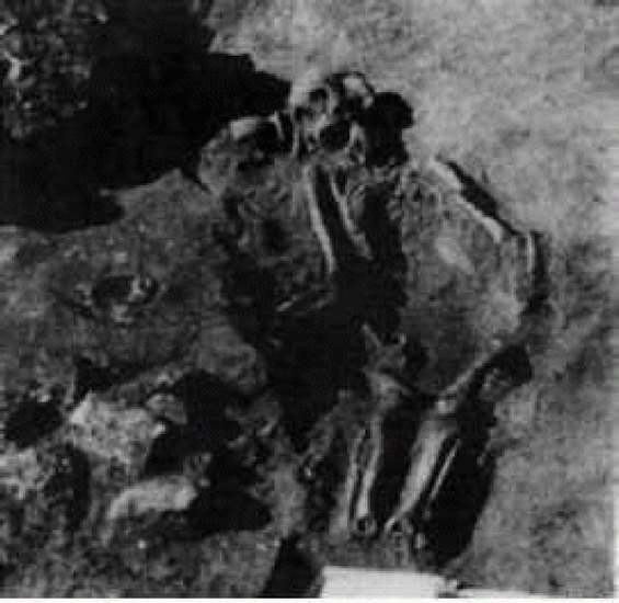 Скелеты убитых женщин с Правобережного Цимлянского городища, изгрызенные зверем